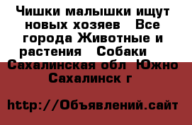   Чишки-малышки ищут новых хозяев - Все города Животные и растения » Собаки   . Сахалинская обл.,Южно-Сахалинск г.